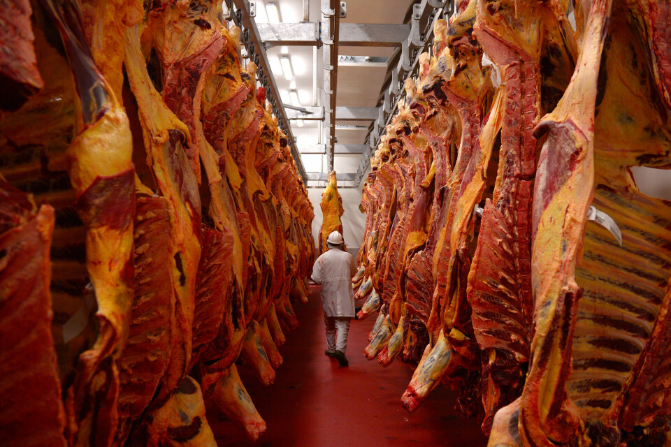 Versting: Kjøttproduksjon har fått stempel som lite klimavennlig. Her fra et slakteri i Inverell, Australia. Foto: Carla Gottgens/Bloomberg/Getty Images