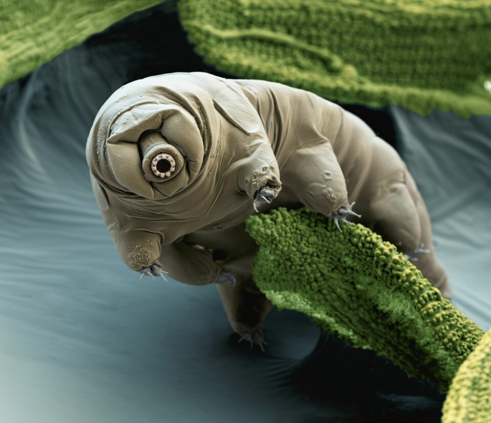Foto: Science Photo Library/NTB Scanpix
