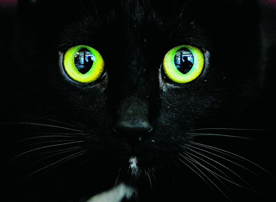 Mishandles: Katter. Foto: Vadim Ghirda / NTB Scanpix