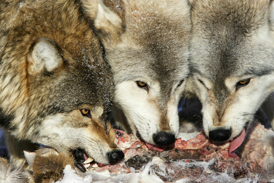 Ta sjansen i flokk: Elbil er for eksempel ferdig debattert i min familie. Vi er for. Men vi blir ikke enige om ulv. Slike julemirakler skjer ikke, skriver Anne Marte Blindheim. Foto: NTB Scanpix