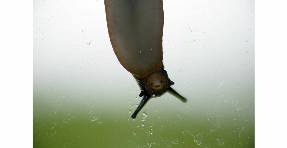 Grenseoverskridende: Biologen Ken Thompson er lite imponert over den ensidige hetsen som rammer arter som forflytter seg. Her: en brunsnegl på et vindu i Fredrikstad, Østfold. Foto: Thorfinn Bekkelund / Samfoto / NTB scanpix