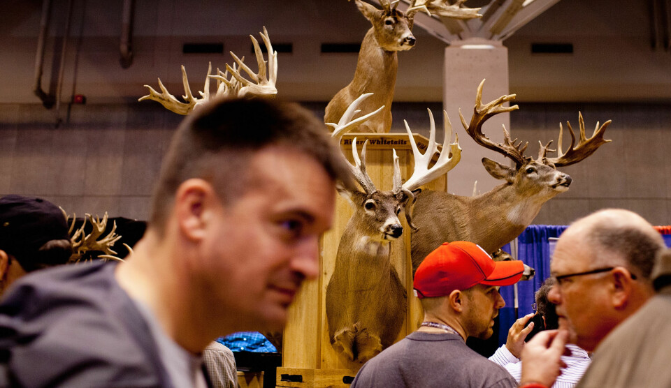 Hvem feller hvem? Flåtten som sprer kjøttallergi i USA, trives ekstra godt sammen med hvithalehjort, som disse som har havnet på veggen hos National Rifle Association i St. Louis, Missouri. Foto: Whitney Curtis / Getty Images