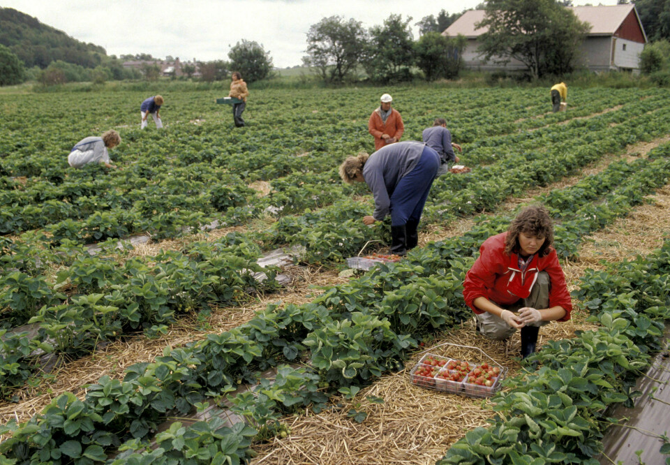 En hjelpende hånd. Norge har omlag 100 000 arbeidsinnvandrere fra EU som ikke bor fast i landet. Her plukker sesongarbeidere fra Polen jordbær på Jæren i 1991. Er det en jobb som nordmenn like gjerne kunne gjort idag? Foto: Steinar Myhr / Samfoto / NTB scanpix