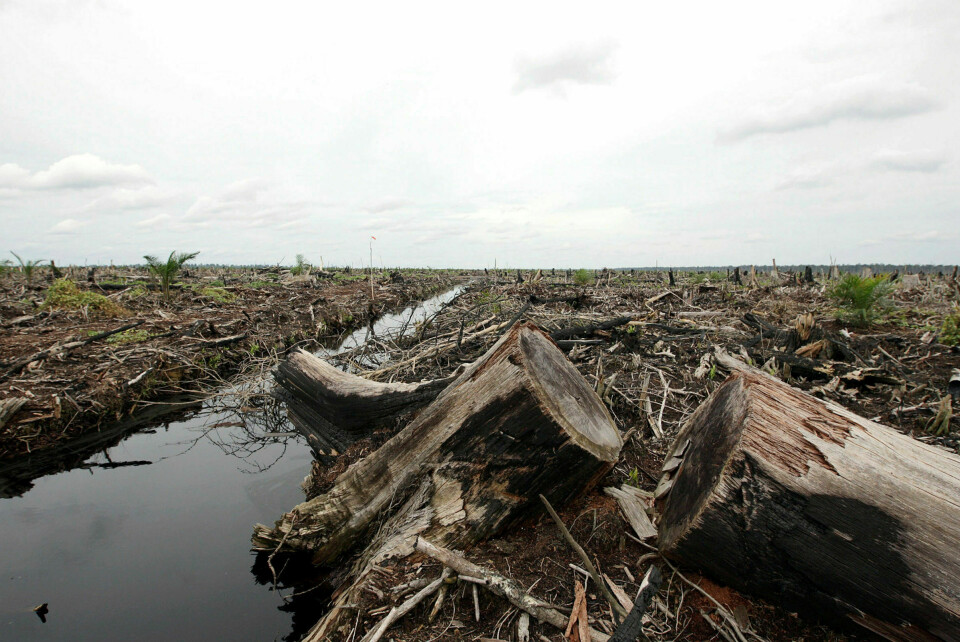 Nedhuggingen av regnskogen er et godt eksepelt på kortsiktig tenkning. I provinsen Riau på Sumatra er 60 prosent av regnskogen hugget. Foto: Dimas Ardian/Getty Images