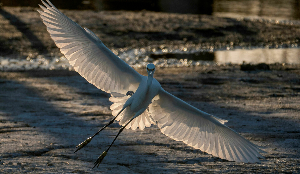 Egretthegre (Ardea alba modesta) som foruten Japan har store deler av Sørøst-Asia og Oseania som hjem. I japansk mytologi ble hvite fugler, som den snøhvite egretthegren, forbundet med sjelelige transformasjoner. Langs elven Kamo i Kyoto skal det siden 800-tallet ha vært avholdt et hellig ritual, en hegredans. Et ritual som skulle hindre spredningen av smittsomme sykdommer gjennom sjelelig renselse. Foto: David McNew/Getty Images
