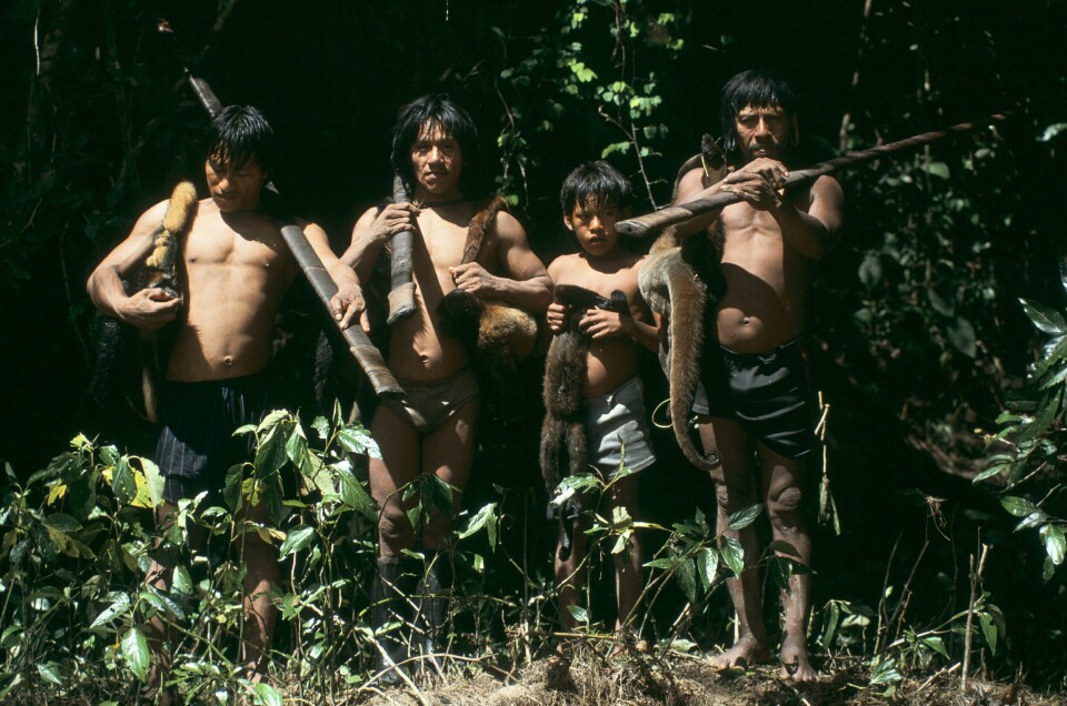 Jegere fra waorani-folket i Amazonas-junglen i Ecuador. Bildet er fra rundt 1900. Francois Ancellet / Gamma-Rapho / Getty Images