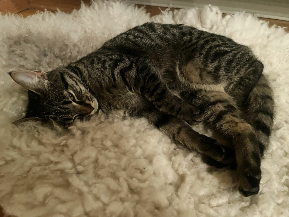 Vi står på terskelen til årets viktigste uker i bokhandlene, men katten Alma tar det ganske så med ro. Alma