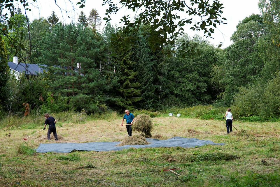 Frivillig arbeid: Naturvernforbundet og Monark (Miljøvern og bevaring av naturmangfold) holder slåttedugnad på Ulsrud i Oslo. Foto: Espen Bratlie / Samfoto / NTB scanpix