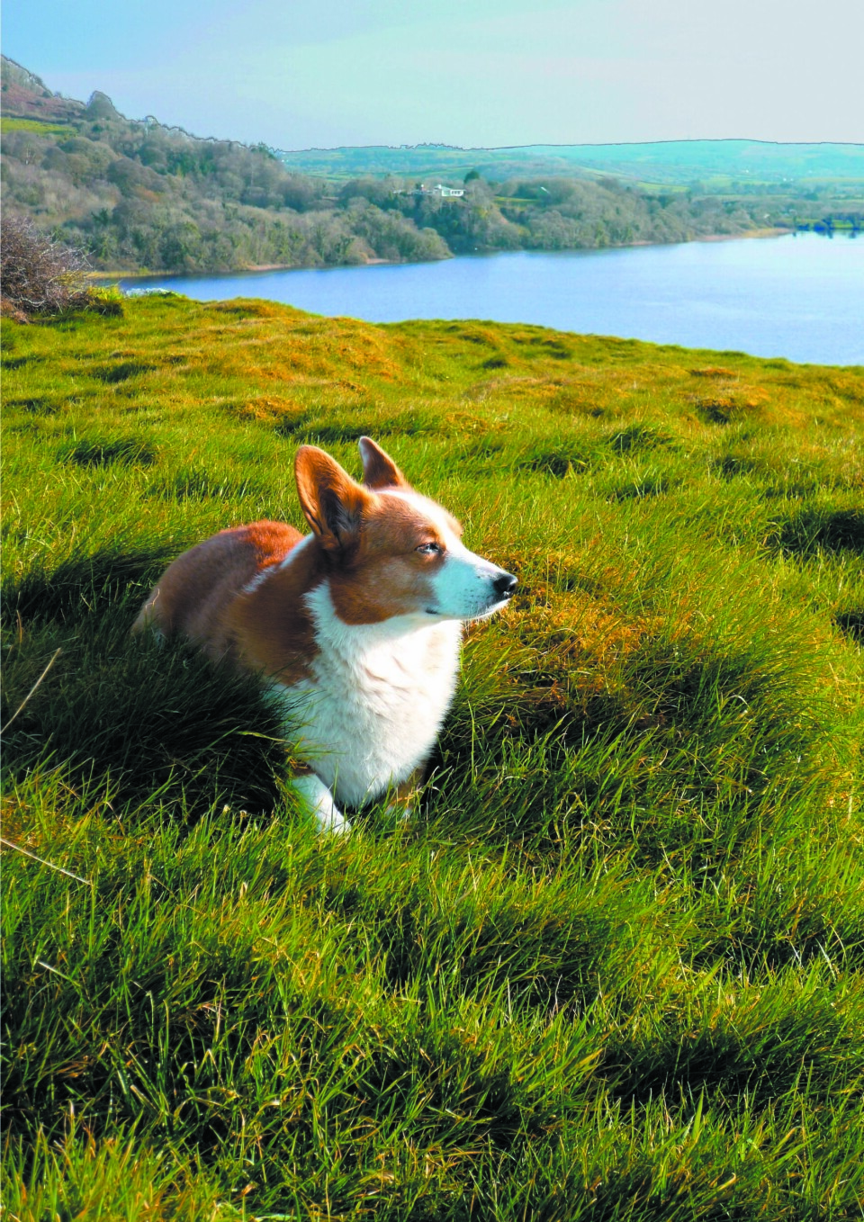 Houellebecqs hund