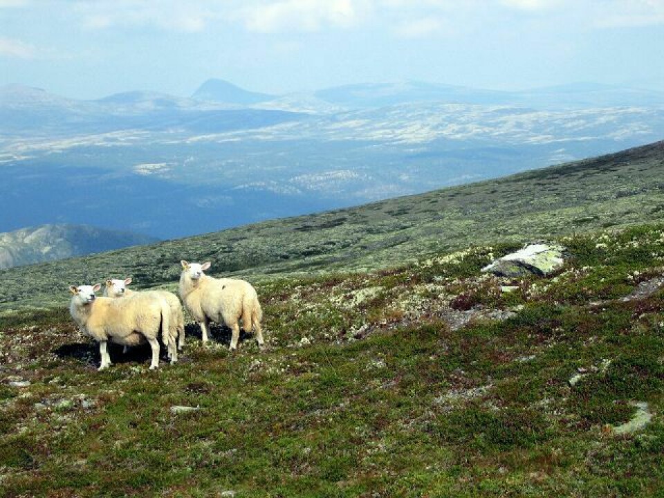 Middelstanden i flokk: Dagens kulturelle hegemoni går ut på at alle ønsker å være individualister, kritikere og opposisjonelle. De antiautoritære og antirasistiske er først og fremst fascinert av sin egen toleranse, og mindre av behovet for å skape et bedre samfunn, mener kronikkforfatter Helge Iberg.Foto: Gunnar Lier/Scanpix.