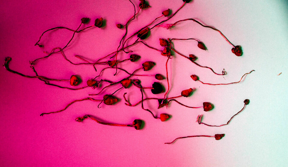 Psilocybin: De siste årene har flere tatt til orde for terapeutisk bruk av virkestoffet i fleinsopp. Arkivfoto: Christian Belgaux