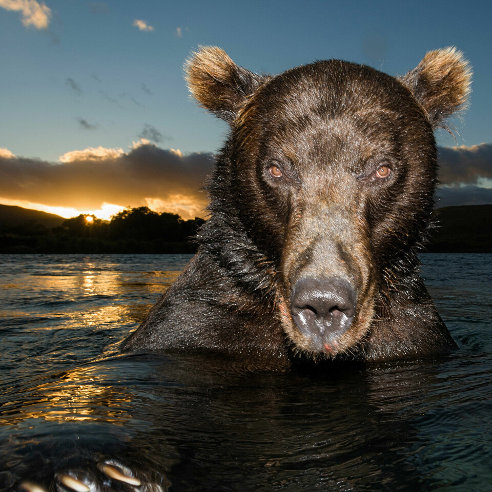 Lunefull: Forfatter Nastassja Martin fikk et ublidt møte med brunbjørnene i Sibir. Fotograf Sergej Gorsjkov har, i helt andre sammenhenger, gjort seg til såpass venn med de samme kamtsjatkabjørnene at han kunne driste seg til å ta en svømmetur med en av dem. A Brown bear in the Bystraya River in Kamchatka, Russia taken by Sergey Gorshkov who has spent years going back to the region to photograph the giants. See Masons copy MNBEARS: A photographer took a walk on the wild side to capture these incredible up close and personal pictures of brown bears in the wild. Fearless Sergey Gorshkov risked life and limb to photograph the huge beasts in their natural habitat - even swimming with them to get the best shots. He spent years going back to their home in Kamchatka, Russia, devoting hundreds of hours to develop an intimate knowledge of their behaviours and traits.